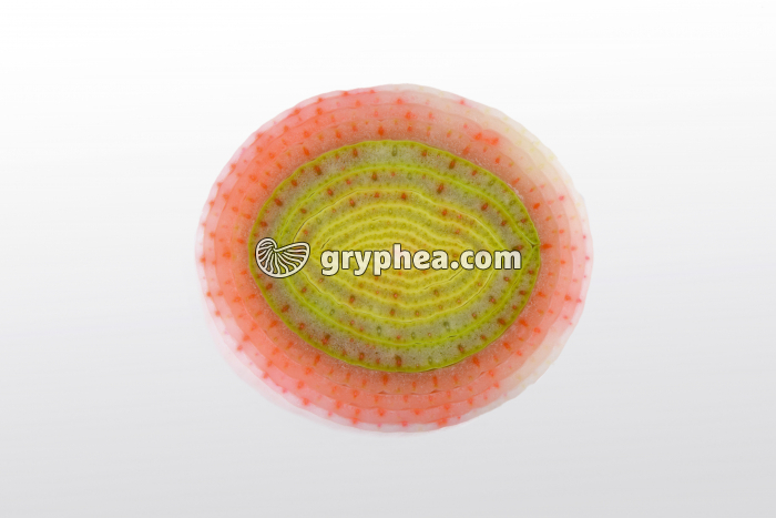 Tige de Poireau avec éosine CT - gryphea.com